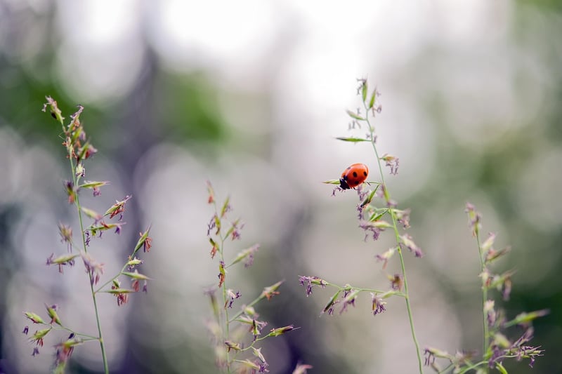 Garden Charm
